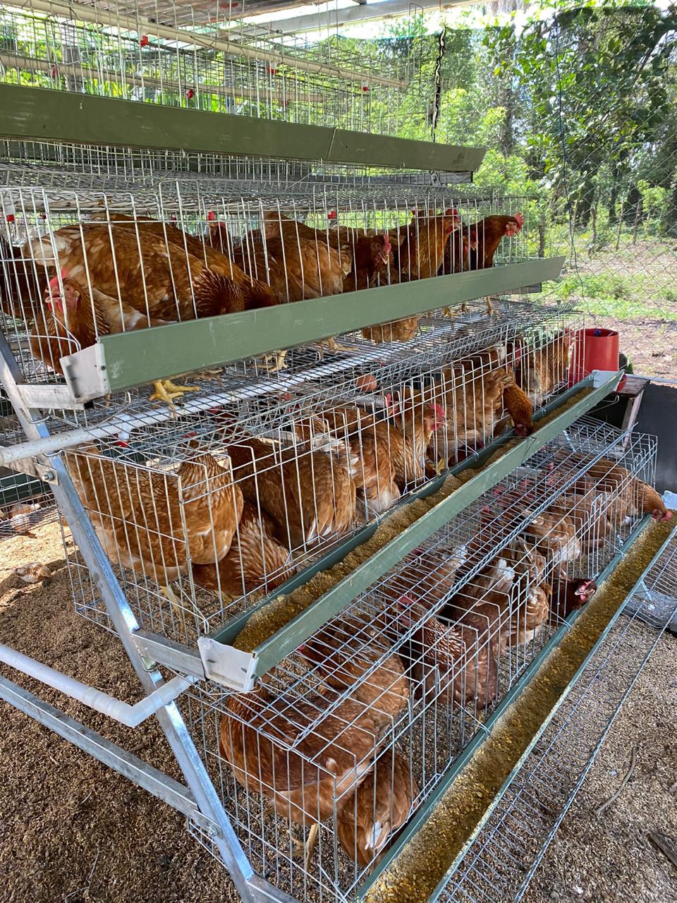 Sistema Jaula Piramidal para Gallinas Ponedoras - OPCIÓN desarmada - delivery