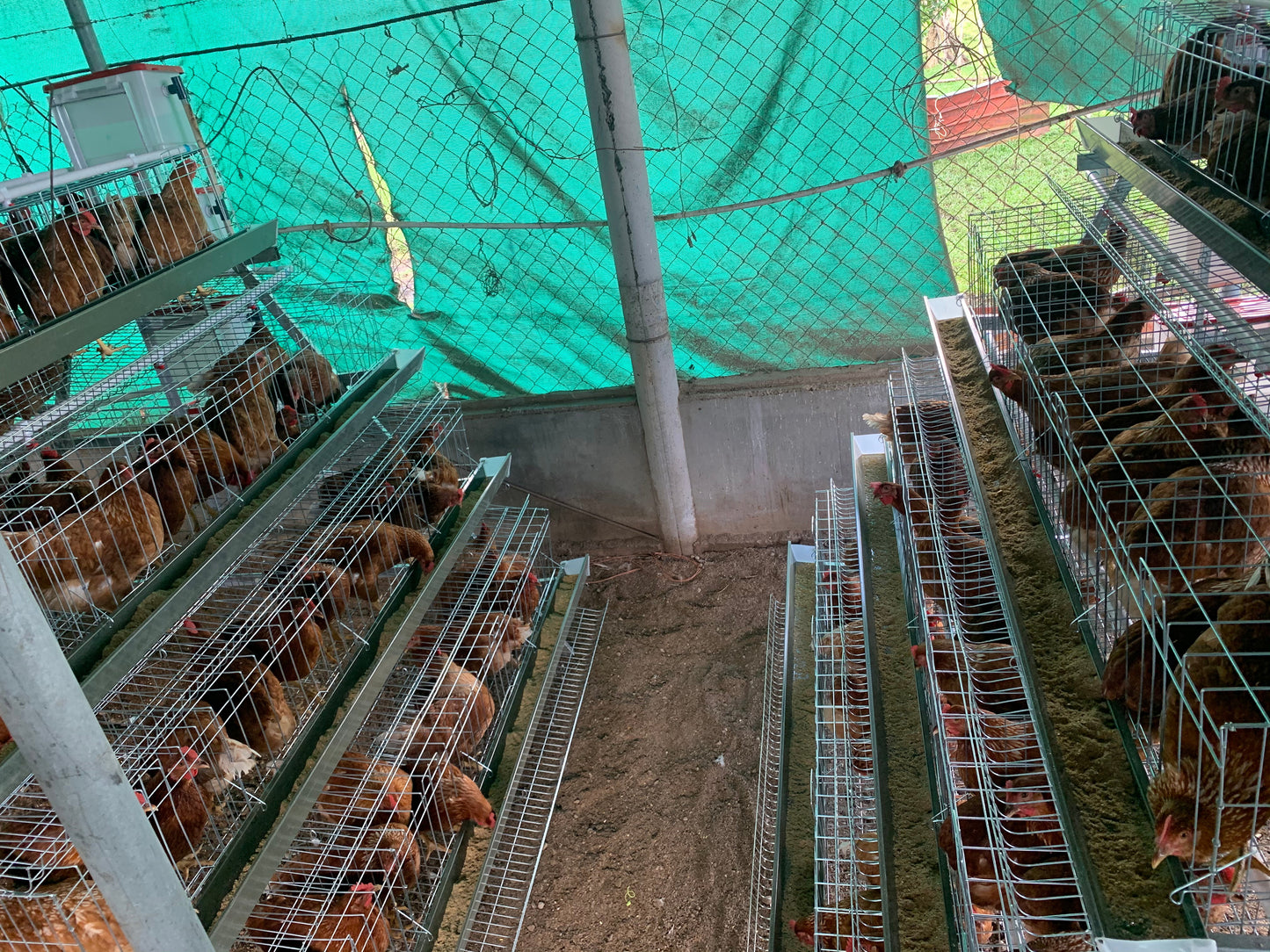 Sistema Jaula Piramidal para Gallinas Ponedoras - OPCIÓN desarmada - delivery